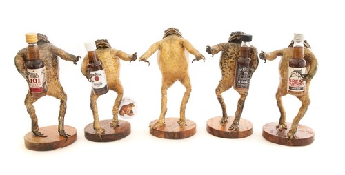 Genuine taxidermy cane toad - genuine,